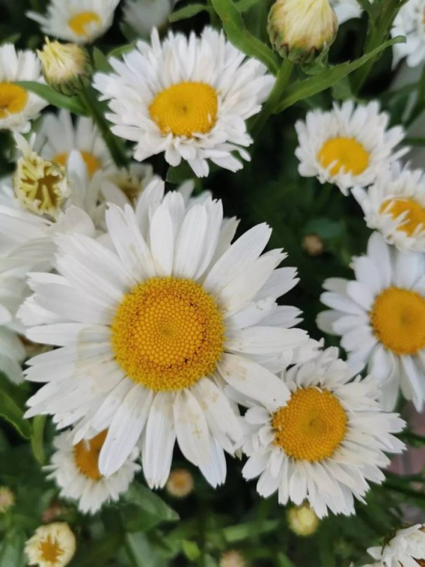 Margaréta 'Mayfield Giant', Leucanthemum maximum, virág